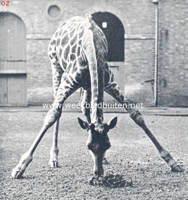Onbekend, 1924, Onbekend, Giraffe aan den maaltijd