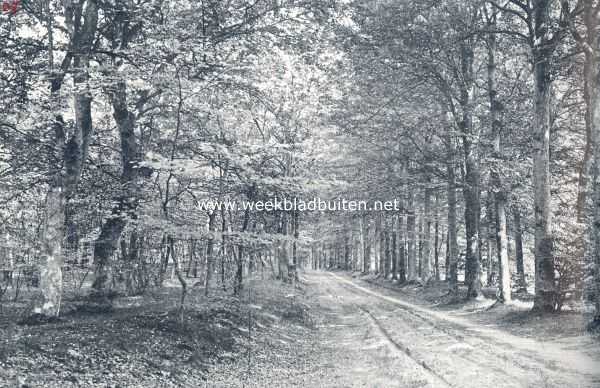 Gelderland, 1924, Putten, Door de bosschen van de Noord-Veluwe. De Driesche weg in de Putter bosschen