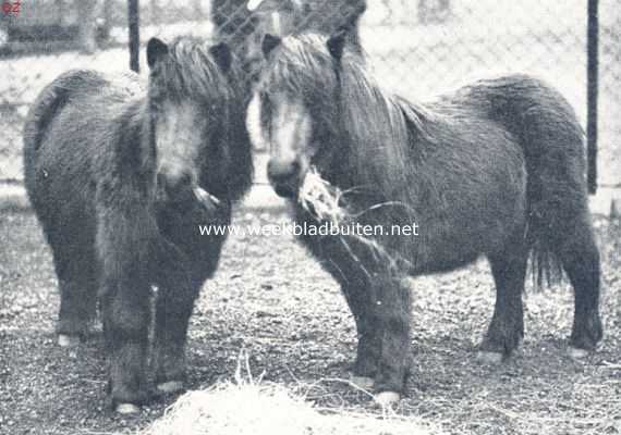 Noord-Holland, 1924, Amsterdam, Een oord vol schoonheid. Shetlandsche ponies
