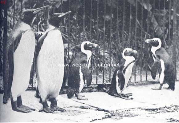 Onbekend, 1924, Onbekend, Pinguins. Een gezelschap koningspinguins en de kleinere Zuid-Afrikaansche zwartvoet-pinguins