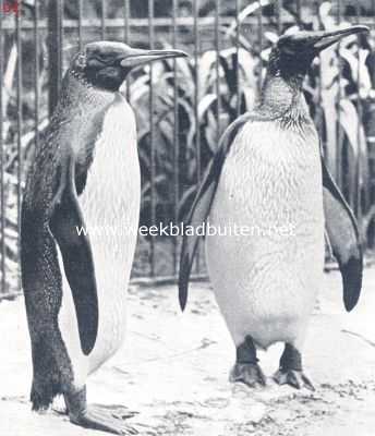 Onbekend, 1924, Onbekend, Pinguins. Een koningspinguin-echtpaar