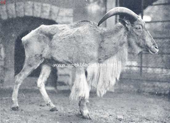 Afrikaansche mouflon of tedal