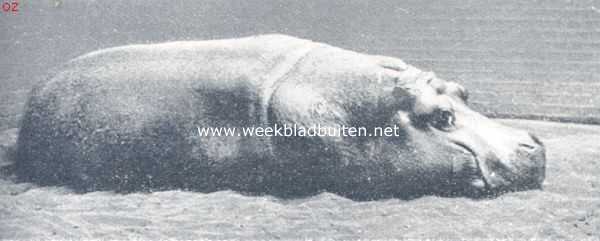 Onbekend, 1924, Onbekend, Het nijlpaard. Rustend nijlpaard