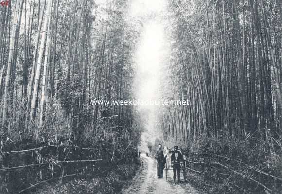Japan, 1924, Yokohama, Japan. Bamboe-bosch bij Yokohama