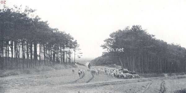 Schapen op den Sallandschen zandweg