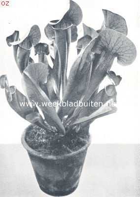 Een kokerplant (Sarracenia), in habitus veelszins aan Saraacenia Chelsonii herinnerend