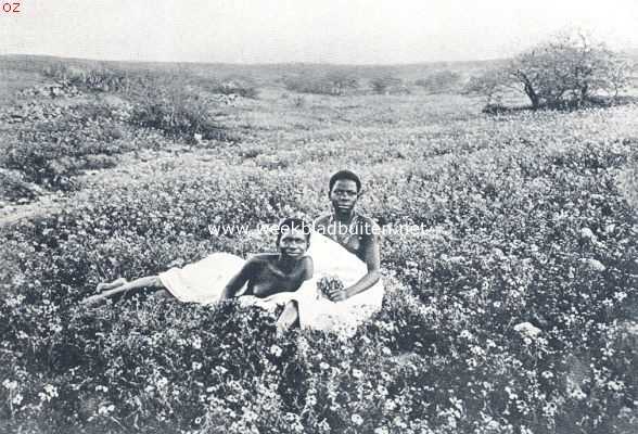 Afrika, 1924, Onbekend, Bloeiende weide in Zuid-West-Afrika in den regentijd