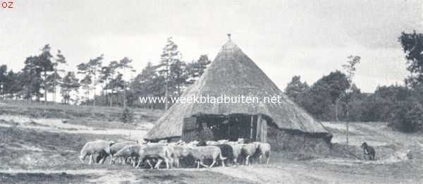 Overijssel, 1924, Onbekend, Sallandsche herder met schapen