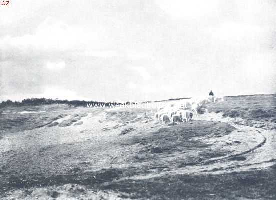 Overijssel, 1924, Onbekend, Sallandsche heide met schapen