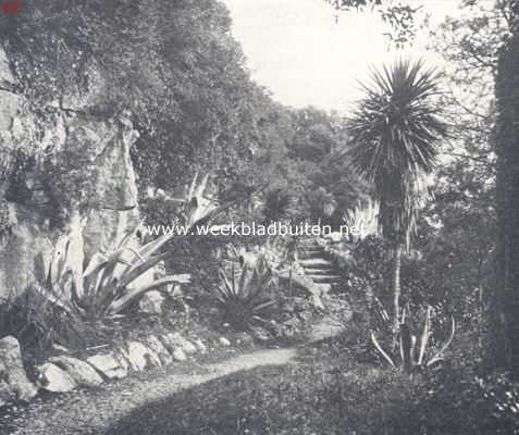 Kroati, 1924, Onbekend, Het eiland Brioni en z'n sprookjestuin. Brionische flora
