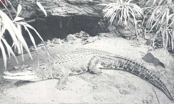 Indische krokodil