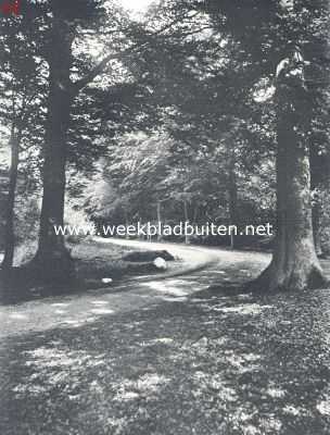 Nederland, 1924, Onbekend, In het bosch op een stillen herfstdag