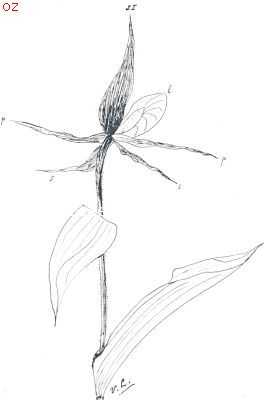Onbekend, 1924, Onbekend, Teekening naar een bloem uit het herbarium van den schrijver, van Cypripedium Calceolus, van achteren gezien, met twee onderste kelkbladeren (s) in plaats van n. S onderste kelkbladen, s I bovenste kelkbladen (sepalen); p bloemblaadjes (petalen); l lip (labellum)