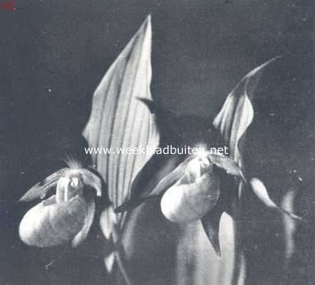 Onbekend, 1924, Onbekend, Een mooie orchidee voor den tuin (Cypripedium Calceolus L.)