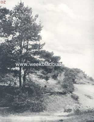 Noord-Brabant, 1924, Onbekend, De Drunensche heide.