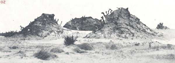 Noord-Brabant, 1924, Onbekend, De Drunensche Duinen. Heuveltjes oprijzende uit de zandzee