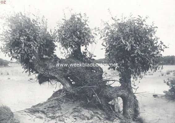 De Drunensche Duinen. De koning van het woud, zijn strijd voerende in de zandzee