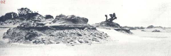 De Drunensche Duinen. Heuveltjes in de zandvlakte