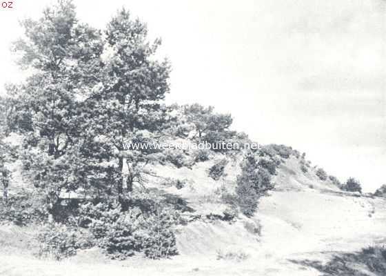 Noord-Brabant, 1924, Onbekend, De Drunensche Duinen. Een begroeid duin in de zandwoestijn