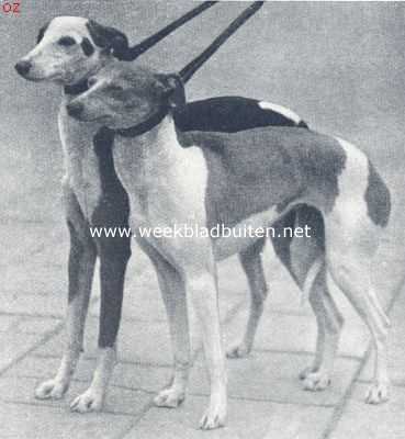 Onbekend, 1924, Onbekend, Whippets