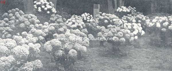 Noord-Holland, 1924, Amsterdam, Herinnering aan de bloemen-tentoonstelling te Amsterdam in den aanvang dezer maand. De met de gouden medaille bekroonde inzending der Aalsmeerder kweekers