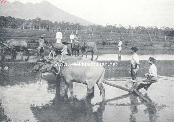 Indonesi, 1924, Buitenzorg, Karbouwen in een sawah bij Buitenzorg