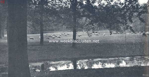 Gelderland, 1924, Onbekend, November op de Veluwe. Boschwei in de herfst