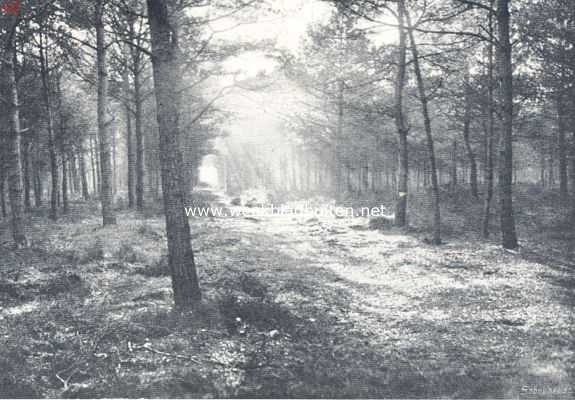 November op de Veluwe. Herfstschemer in het bosch