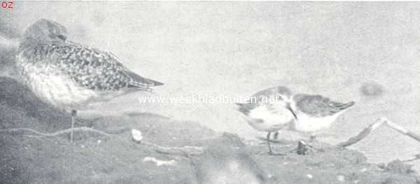 Onbekend, 1924, Onbekend, Aan den waterkant. Links: slapende goudkievit. Rechts: bonte strandloopers