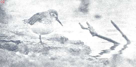 Onbekend, 1924, Onbekend, Groote bonte strandlooper