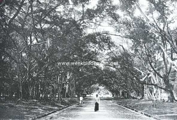 Indonesi, 1925, Buitenzorg, Waringin-laan in 's Lands Plantentuin te Buitenzorg
