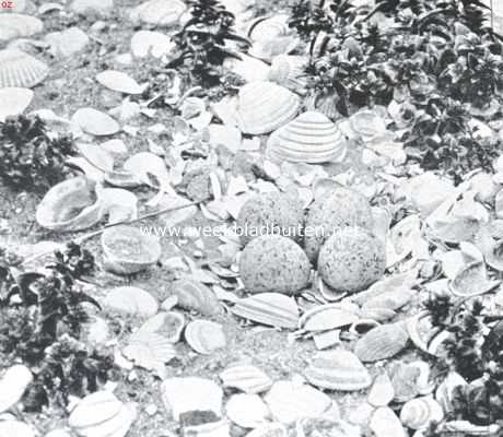 Onbekend, 1925, Onbekend, Eieren van den kleinen strandplevier