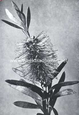 Onbekend, 1925, Onbekend, Borstelbloemen. Bloeiend takje van de Callistemon Phoeniceus Lindl