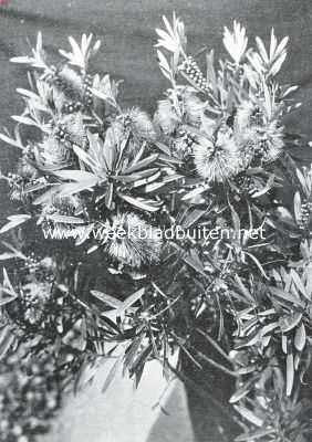 Onbekend, 1925, Onbekend, Borstelbloemen. Bloemen en takken v.d. Callistemon Phoeniceus Lindl