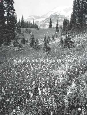Amerika, 1925, Onbekend, De Paradijs-Vallei in het Mount Rainier Natuurmonument (N.-W.. gedeelte der Vereenigde Staten)