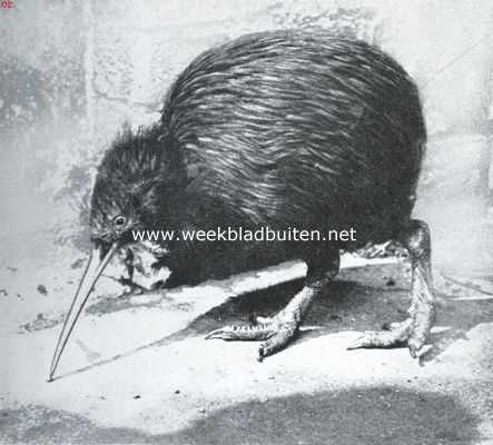 Onbekend, 1925, Onbekend, De struisvogel en zijn verwanten. De kiwi-kiwi van Nieuw-Zeeland en Tasmani