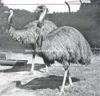 De struisvogel en zijn verwanten. De Australische struis of Emeu