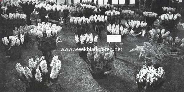 De Voorjaarsbloemententoonstelling op Groenendaal. Hyacinthen in het tentoonstellingsgebouw