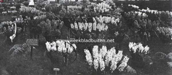 Noord-Holland, 1925, Heemstede, De Voorjaarsbloemententoonstelling op Groenendaal. Hyacinthen bij het borstbeeld van J.H. Krelage, den oprichter der Algemeene Vereeniging voor Bloembollencultuur