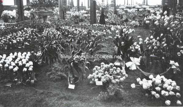 Noord-Holland, 1925, Heemstede, De Voorjaarsbloemententoonstelling op Groenendaal. De tulpen in het tentoonstellingsgebouw