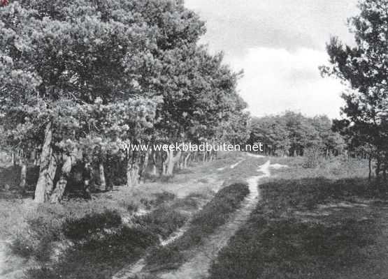 Bij den Witten Berg. Een der toegangswegen tot den Witten Berg