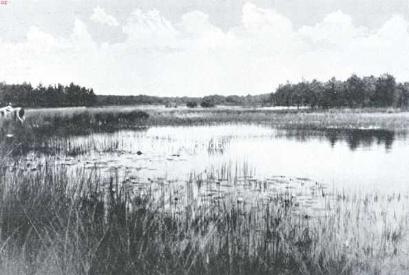 Bij den Witten Berg. Ven met waterlelies. Op de plaats waar de bloemenplukkers staan groeit scheuchzeria