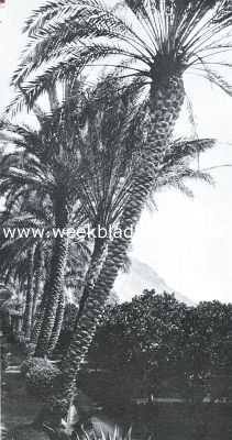 Exotische planten in de Riviera. Dadelpalmen- en mandarijboomgaard nabij Menton