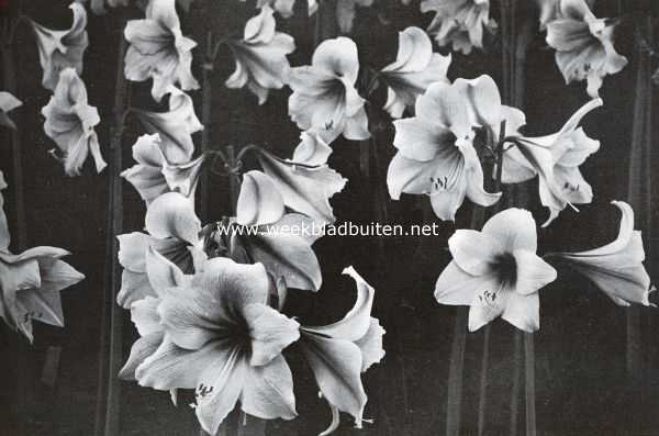 Noord-Holland, 1925, Heemstede, Prachtige bloemen op de Voorjaarsbloemententoonstelling te Heemstede. Witte Hippeastrums uit de verzameling van W. Warmenhoven en Zonen te Hillegom