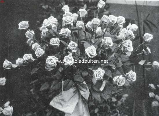 Noord-Holland, 1925, Heemstede, De Voorjaarsbloemententoonstelling te Heemstede. Een der fraaiste inzendingen rozen: Giolden Ophelia, kweekerij Bentveld, Aaerdenhout. Eereprijs, zilveren medaille Prins Hendrik, gouden medaille met gelukwenschen der jury