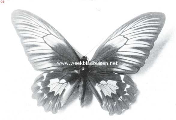 Tropische vlinderpracht. Ornithoptera Helena (wijfje), Amboina