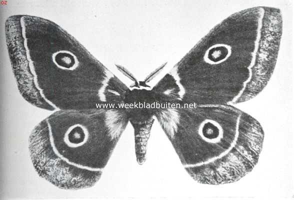 Onbekend, 1925, Onbekend, Tropische vlinderpracht. Antheraea Menippe, nachtvlinder uit Oost-Afrika