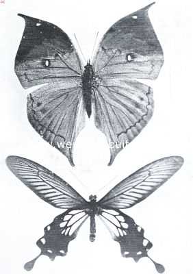 Onbekend, 1925, Onbekend, Tropische vlinderpracht. Boven: Kallima Inachis, Oost-Indi; Beneden: Papilio Con, Java