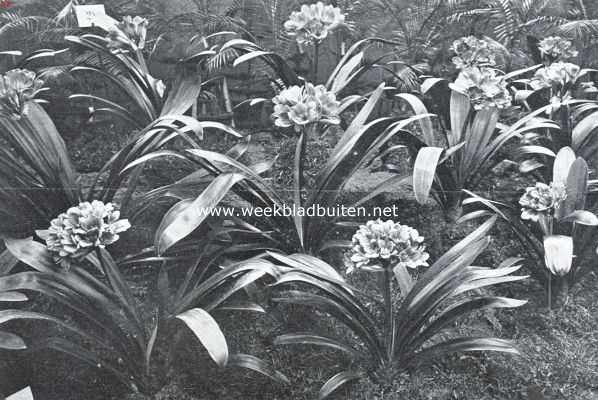 Noord-Holland, 1925, Heemstede, De Voorjaarsbloemententoonstelling te Heemstede. Clivia's, ingezonden door Louis de Caluwe, Meirelbeke bij Gent