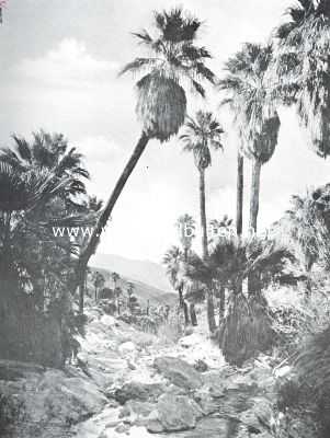 De Apache Trail in de staat Arizona. Palm Canyon